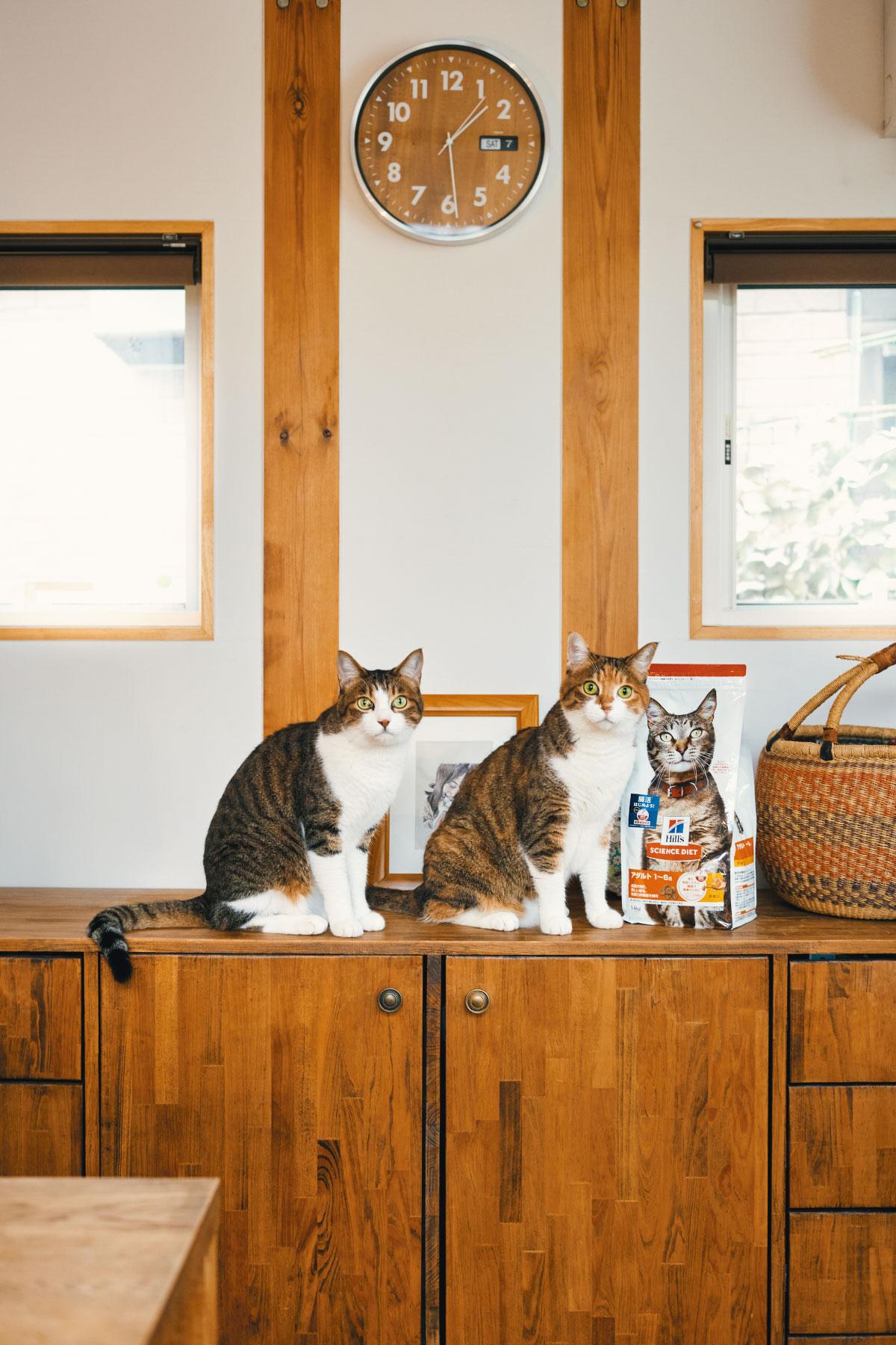 獣医師が教えてくれた“猫に腸活(※1)”のススメ 毎日食べるフードで始める愛猫の腸活(※1)習慣!